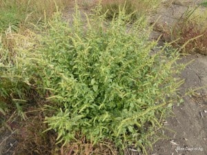 Palmer amaranth weed Palmer amaranth weed - Winona Journal