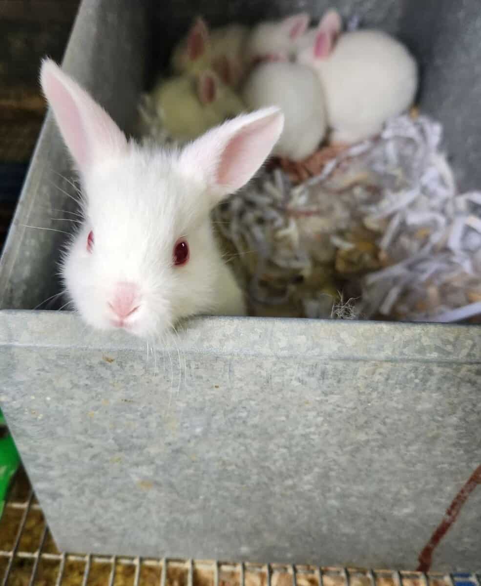 RABBIT leif olson’s RABBIT leif olsons - Winona Journal