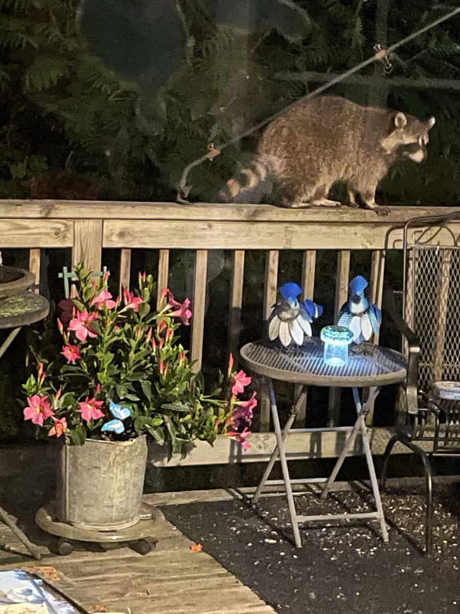 RACOON andy frank scaled - Winona Journal