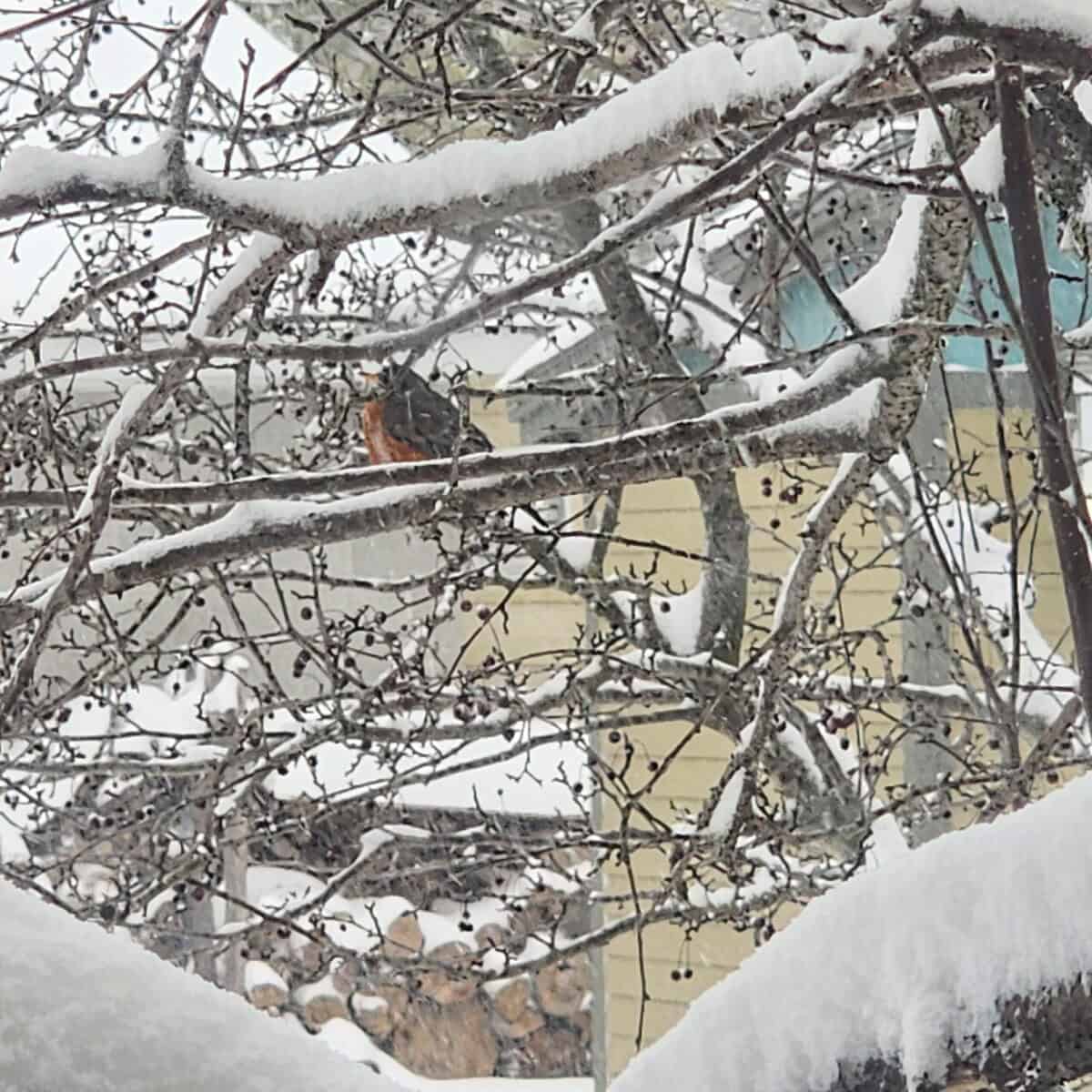 ROBIN acpple tree SNOW