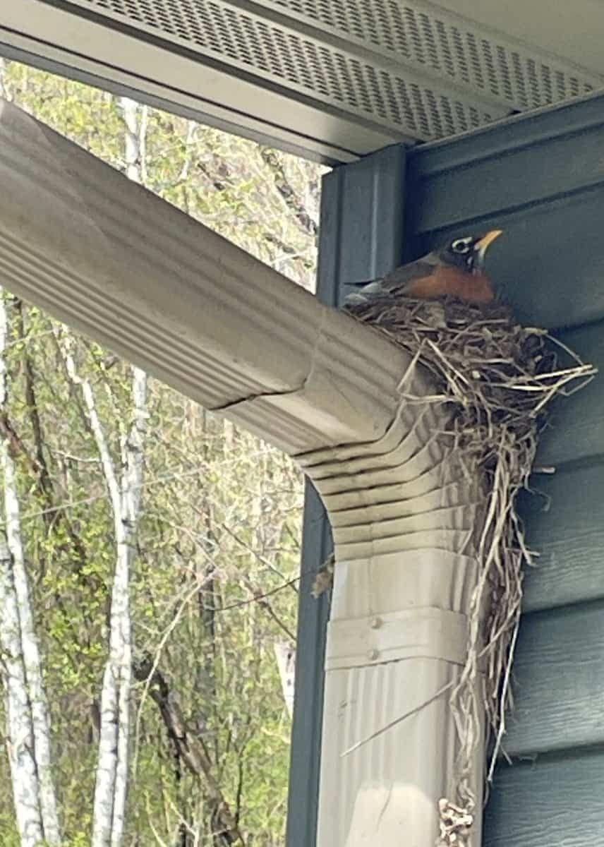 ROBIN in nnest