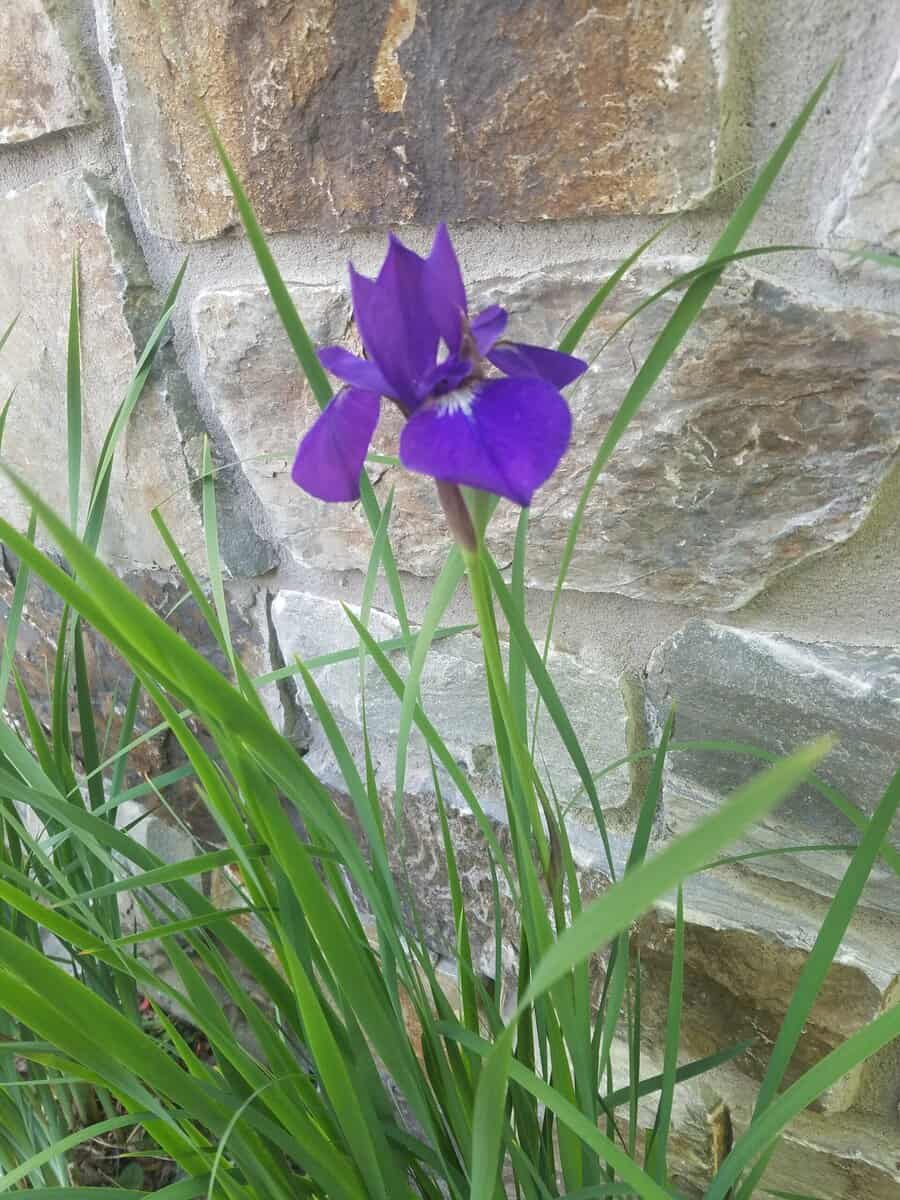 Russian iris Russian iris scaled - Winona Journal