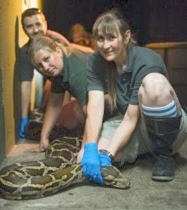 SNAKE bermese oytjnanual checkup SNAKE bermese oytjnanual checkup 1 - Winona Journal