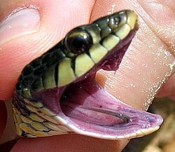SNAKE garte EYES miouth