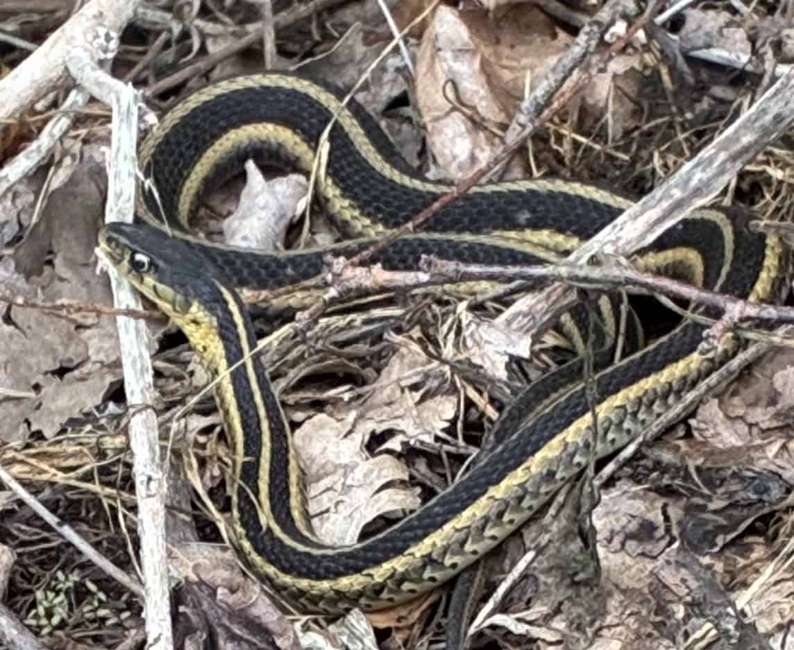 SNAKEgarter arches rubble