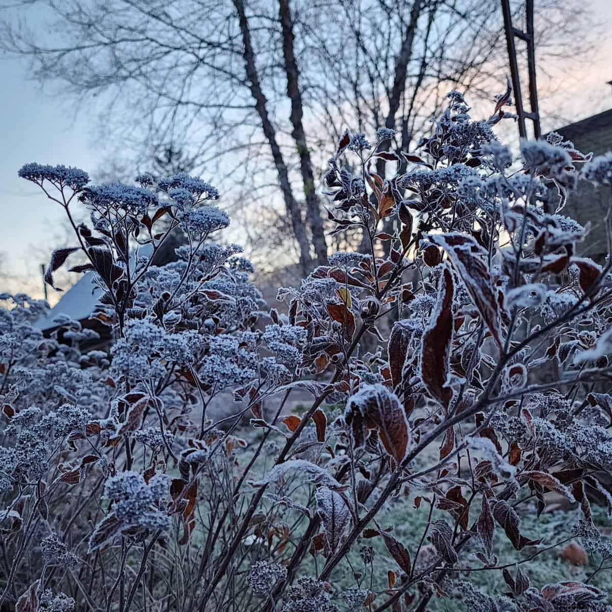SPIREA w frost atdawn ARCGES SPIREA w frost atdawn ARCGES scaled - Winona Journal
