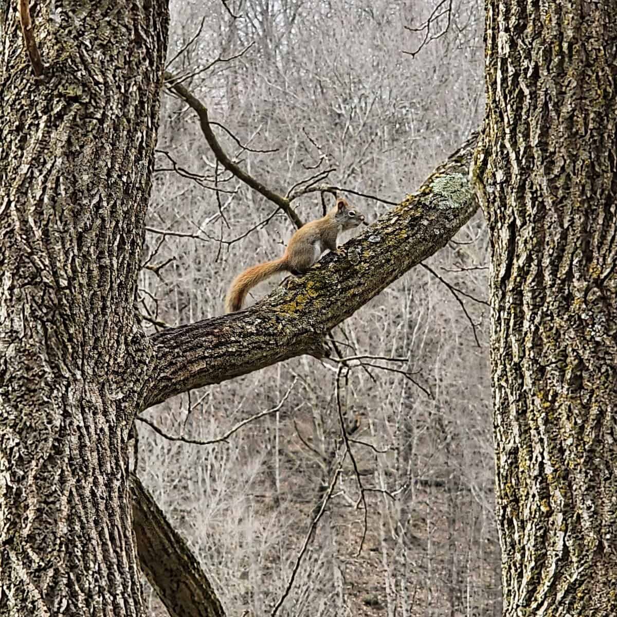 SQUIRREL arches tree