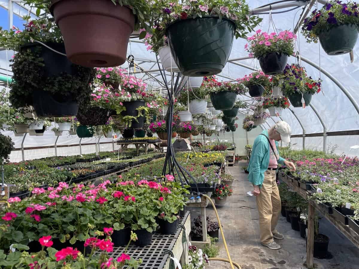 ST HAS greenhouse interior scaled - Winona Journal