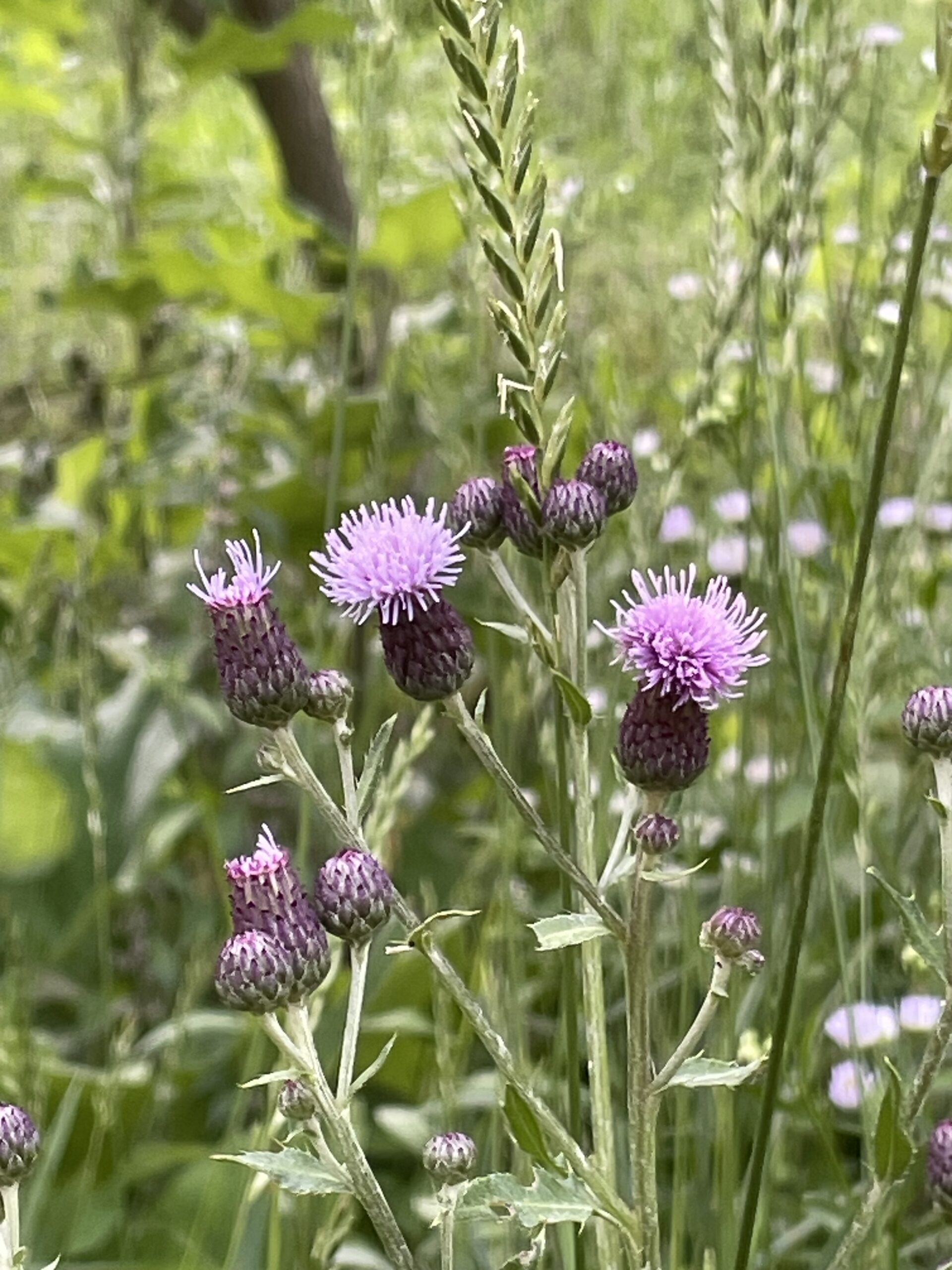 THISTLE andy frank THISTLE andy frank scaled - Winona Journal