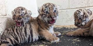TIGER cubs mn zoo 2022 TIGER cubs mn zoo 2022 - Winona Journal