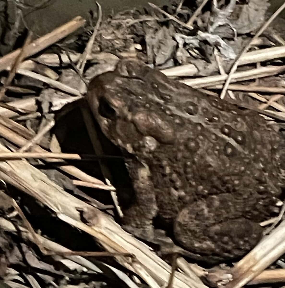 TOAD eburns AFRANK