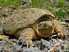 TURTLE snapping