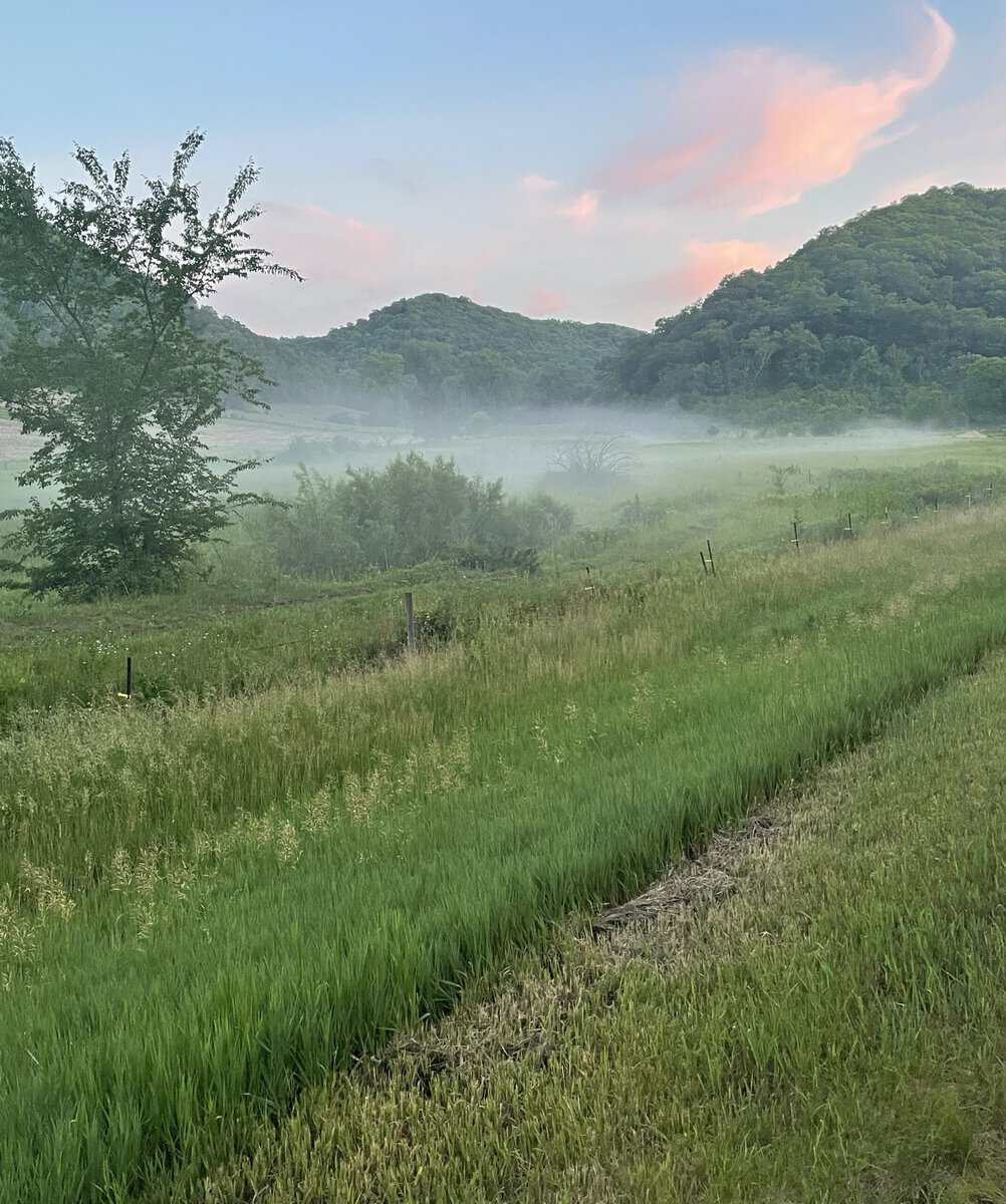 WITOKA fog in field sunsetAF