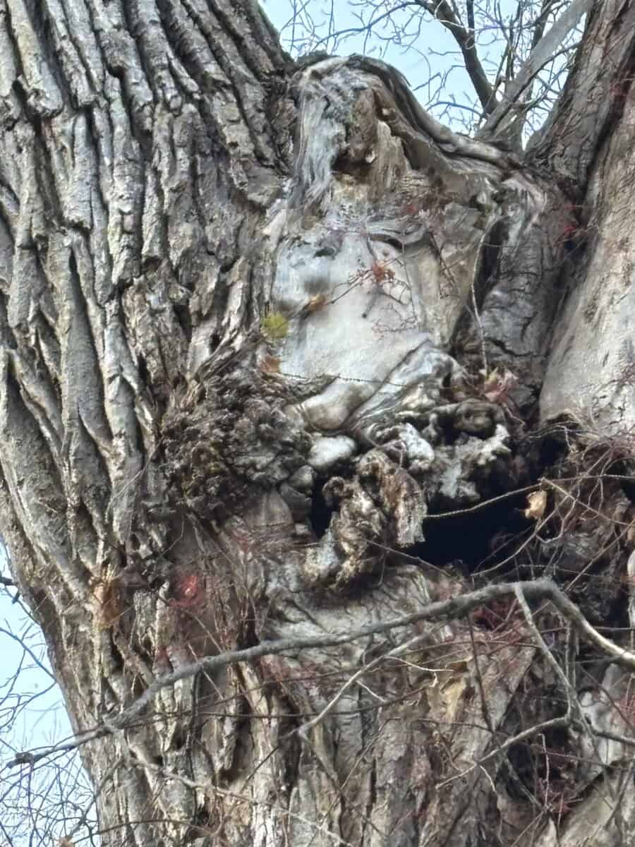WNA burns creek hallowe tree ghoul WNA burns creek hallowe tree ghoul scaled - Winona Journal