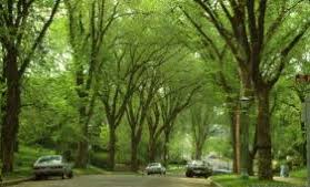 WNA tree-lined street WNA tree lined street 1 - Winona Journal