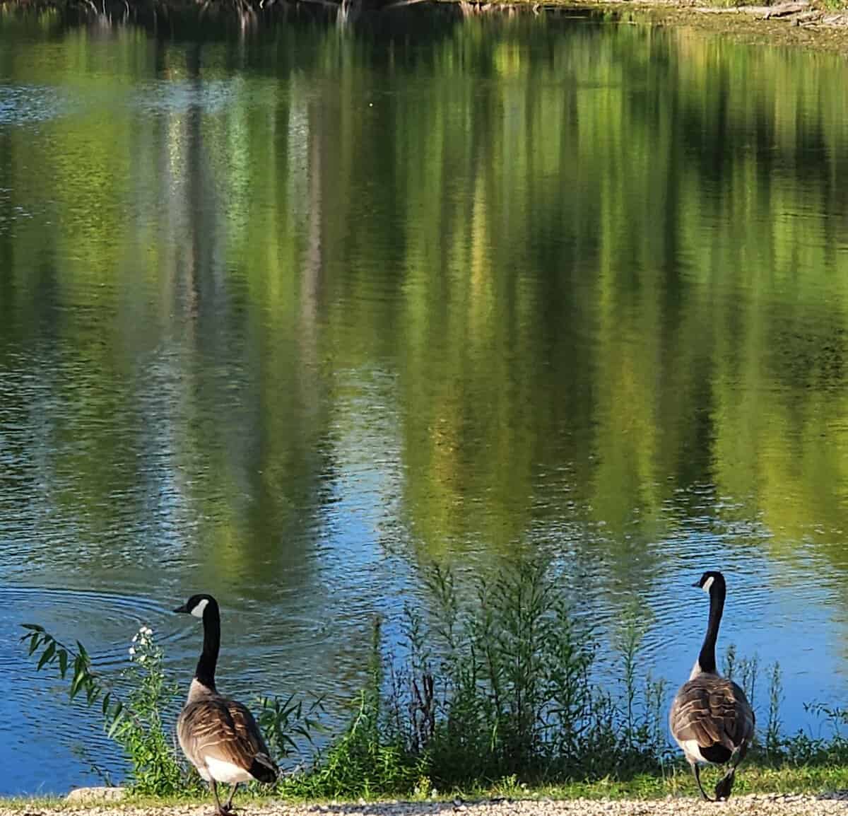 WNA watlow GEESE 2 AT POND - Winona Journal