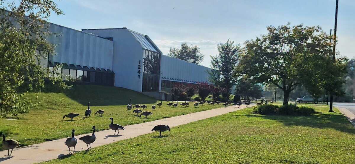 WNA watlow geese GROUP scaled - Winona Journal