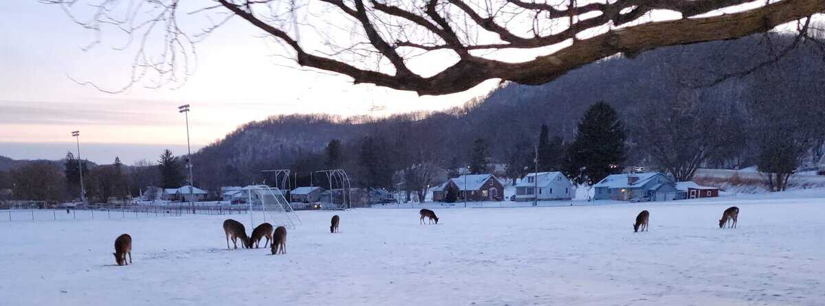 WS=NA SMU winter deer 2026-01-19