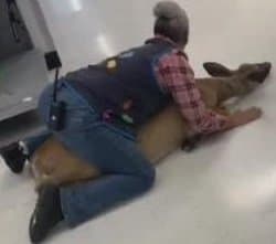 Walmart-employee-tackles-deer-inside-store Walmart employee tackles deer inside store - Winona Journal
