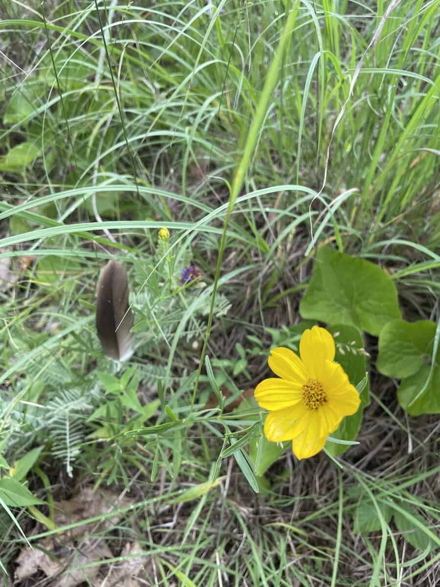 Yellow coreopsis scaled - Winona Journal