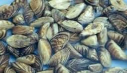 ZEBRA mussels B ZEBRA mussels B - Winona Journal