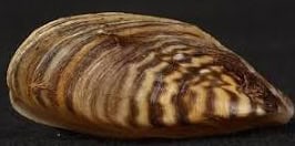 ZENBRA mussel ZENBRA mussel - Winona Journal