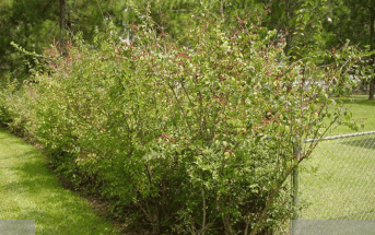 amur hinesuckle nvasuve shrub amur hinesuckle nvasuve shrub - Winona Journal