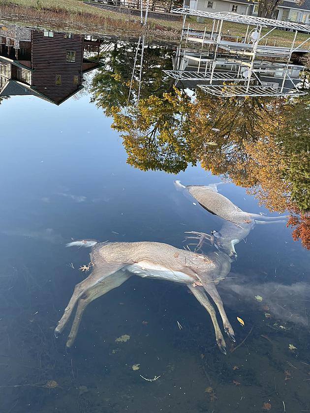 attachment-deer-1 attachment deer 1 - Winona Journal