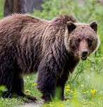 bear black bear black - Winona Journal