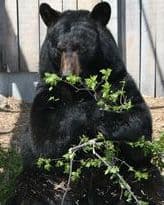 bear oxbw zoo B bear oxbw zoo B - Winona Journal