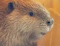 beaver brodhead wi beaver brodhead wi - Winona Journal