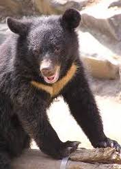 black bear