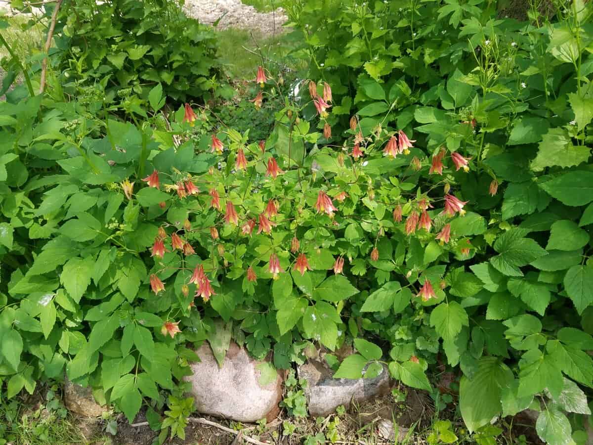 bleeding hearts bleeding hearts scaled - Winona Journal