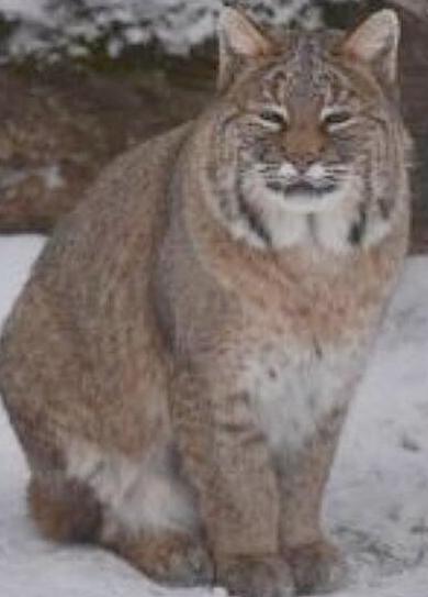bobcat BYRIN zoo 2023 - Winona Journal