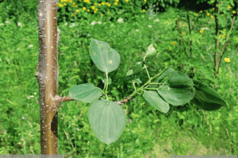 buckhrn nvasiv small tree buckhrn nvasiv small tree - Winona Journal