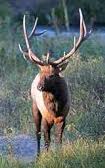 bull elk in field bull elk in field - Winona Journal