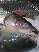 carp silver carp silver - Winona Journal
