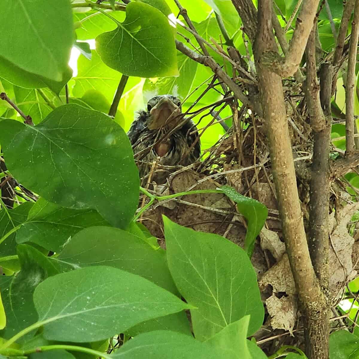 chick in nest scaled - Winona Journal