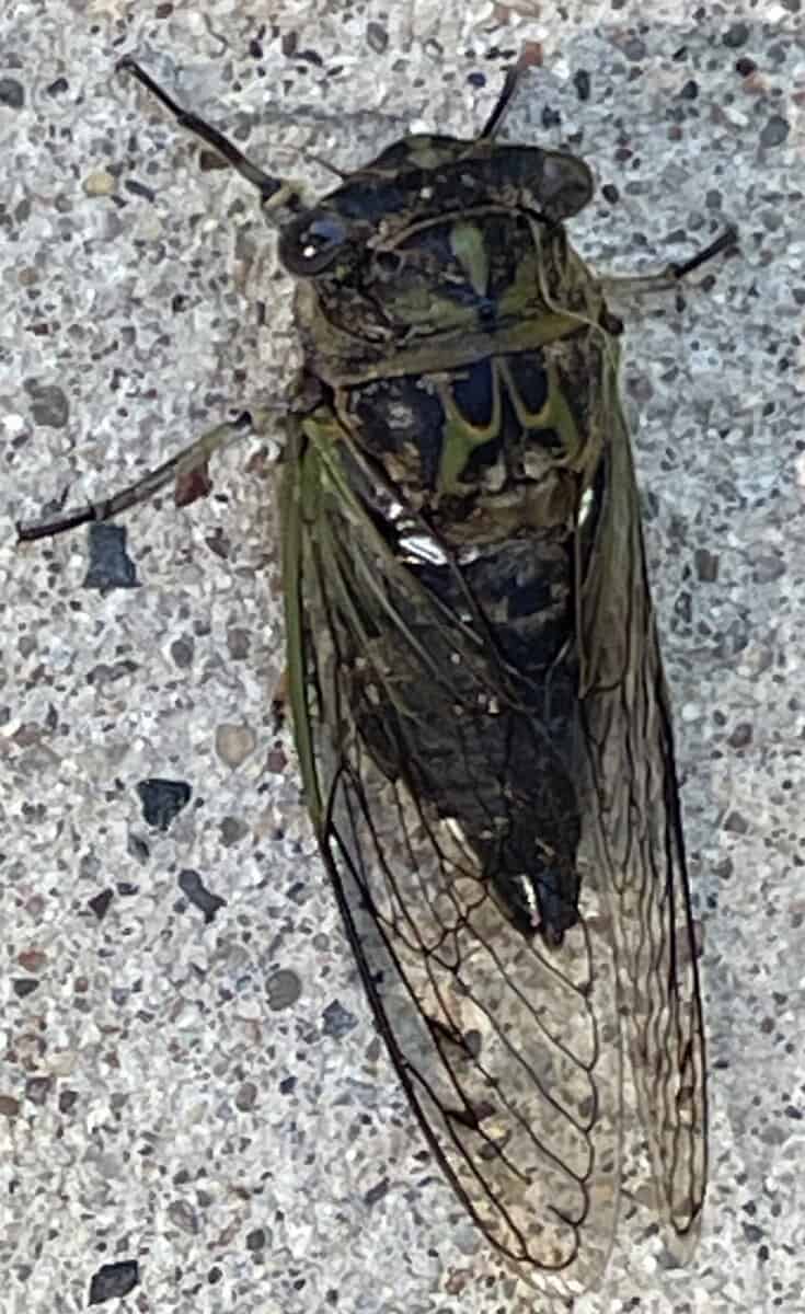 cicada 1 scaled - Winona Journal