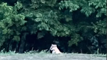 cougar 2022-12-xx sighting SAVAGE mn cougar 2022 12 xx sighting SAVAGE mn - Winona Journal
