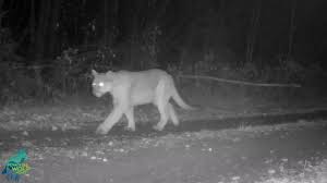 cougar INT FALLS 2022 dnt trail cam cougar INT FALLS 2022 dnt trail cam - Winona Journal