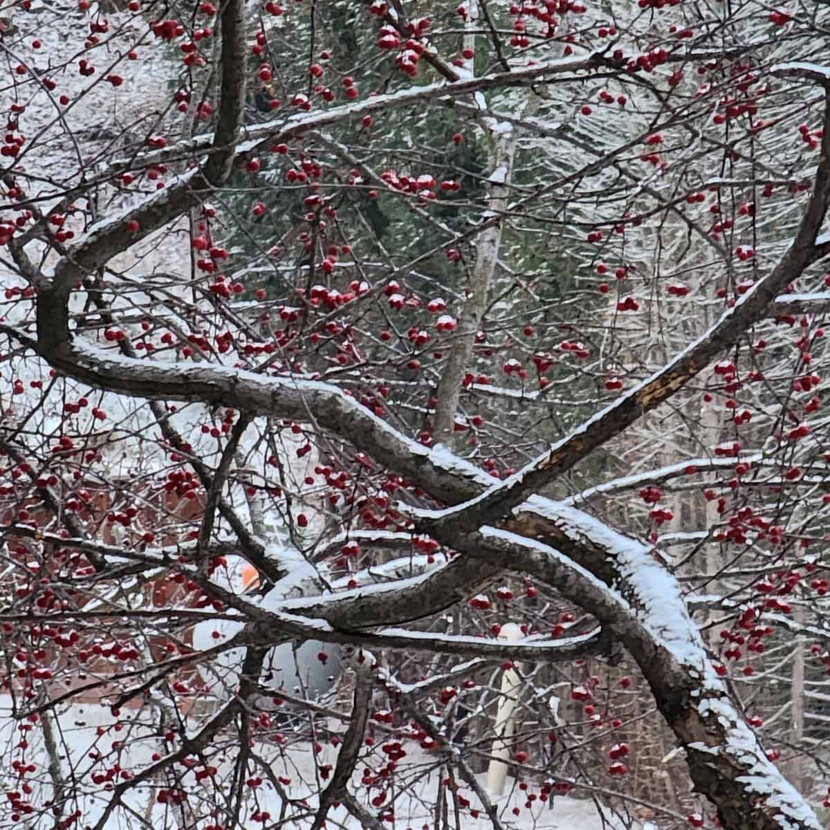 crbaplemw snowm 2024-12-02