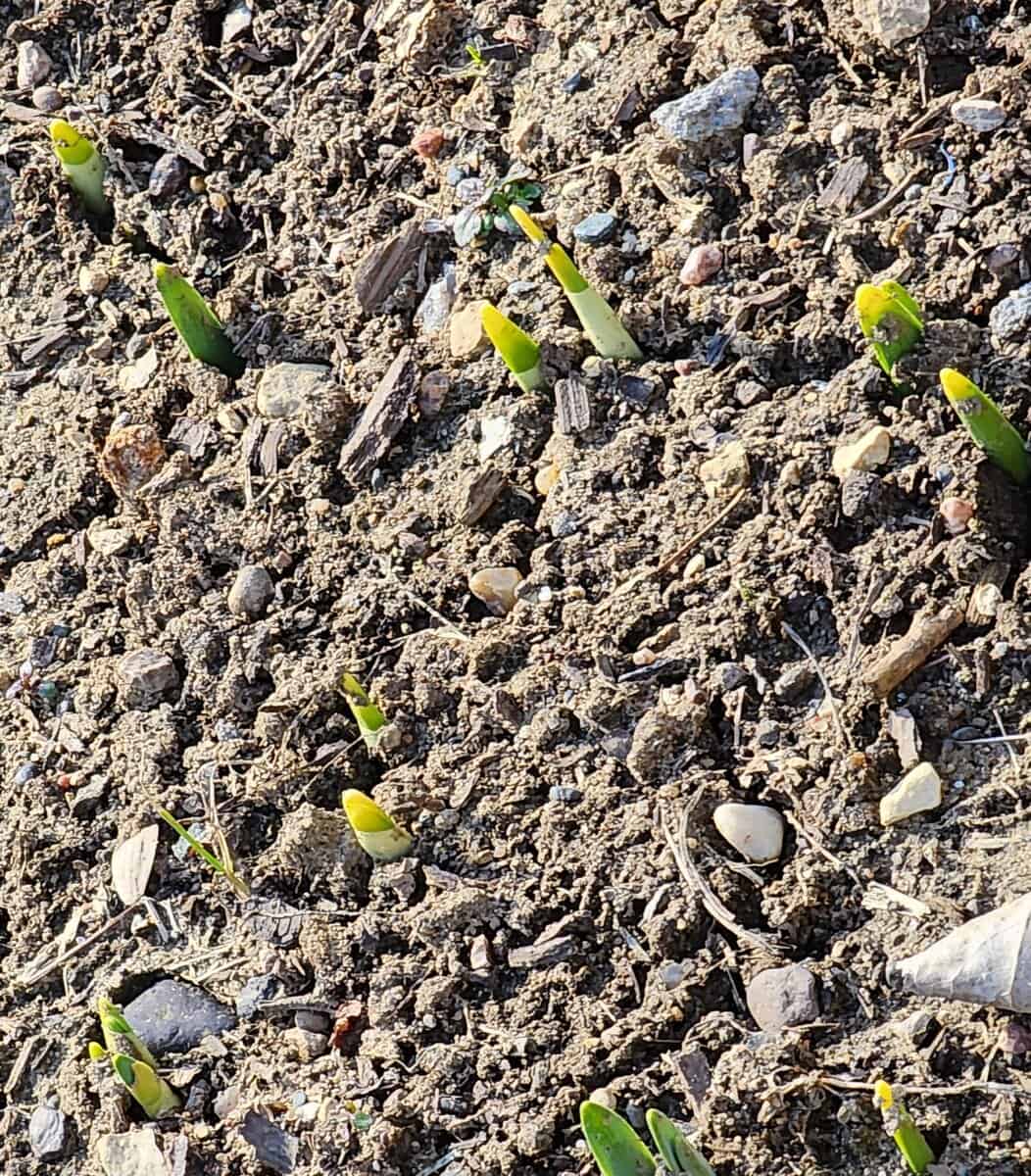 daff buds A daff buds A scaled - Winona Journal