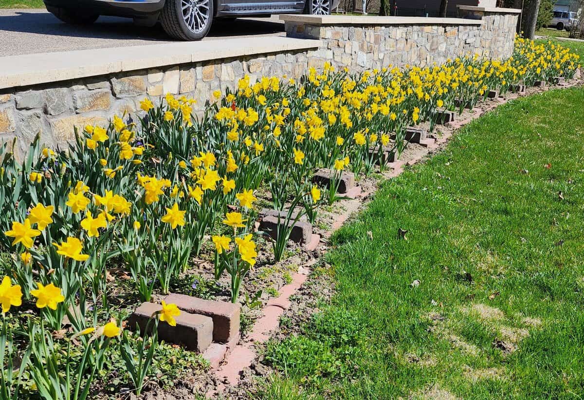 daffodils 3 daffodils 3 - Winona Journal