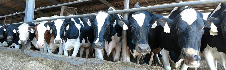 daley cairy cows