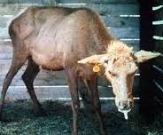 deer chronic waastg disease deer chronic waastg disease - Winona Journal