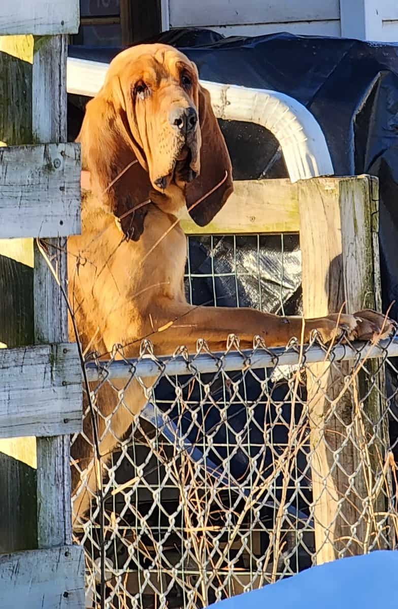 dog StanleyBLOOD HOUND lse georg str dog StanleyBLOOD HOUND lse georg str - Winona Journal