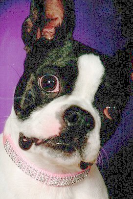 dog moirtician fawacett-jubker funrl hom dog moirtician fawacett jubker funrl hom - Winona Journal