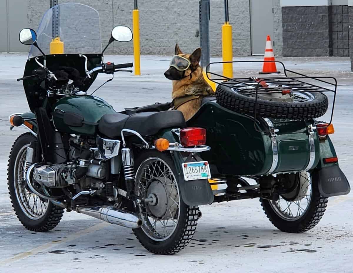 dog on mogorbike ti WALMART dog on mogorbike ti WALMART - Winona Journal