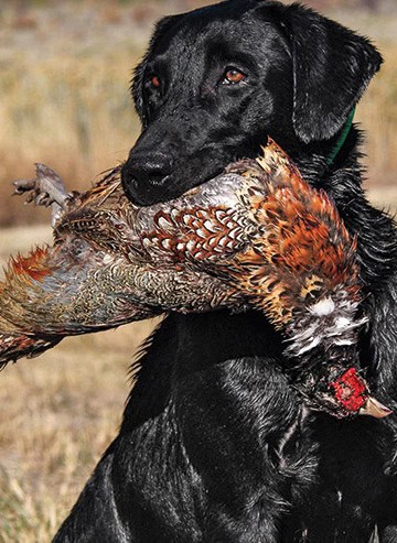 doh black lab w ophesant doh black lab w ophesant - Winona Journal